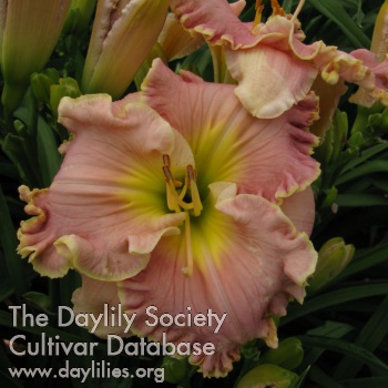 Daylily Miss Marie